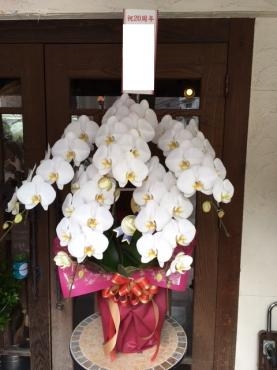 胡蝶蘭５本立ち❁｜「さくらフローリスト」　（熊本県熊本市中央区の花キューピット加盟店 花屋）のブログ